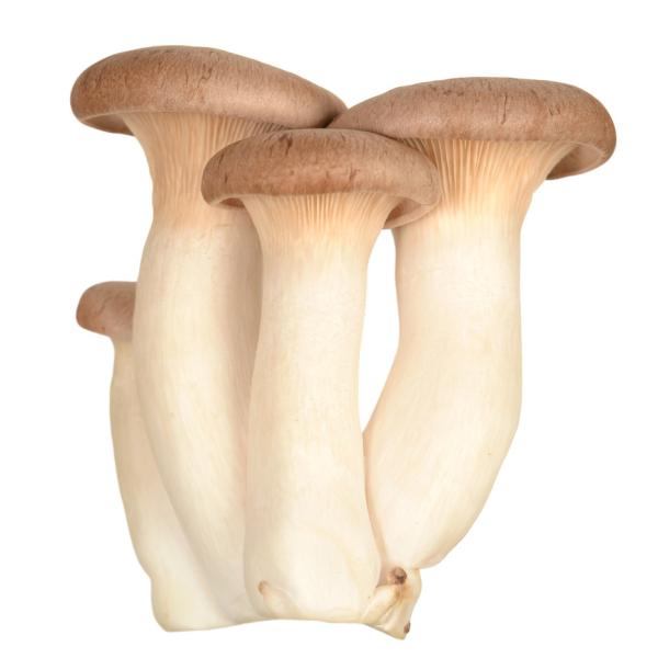 פטריות מלך היער